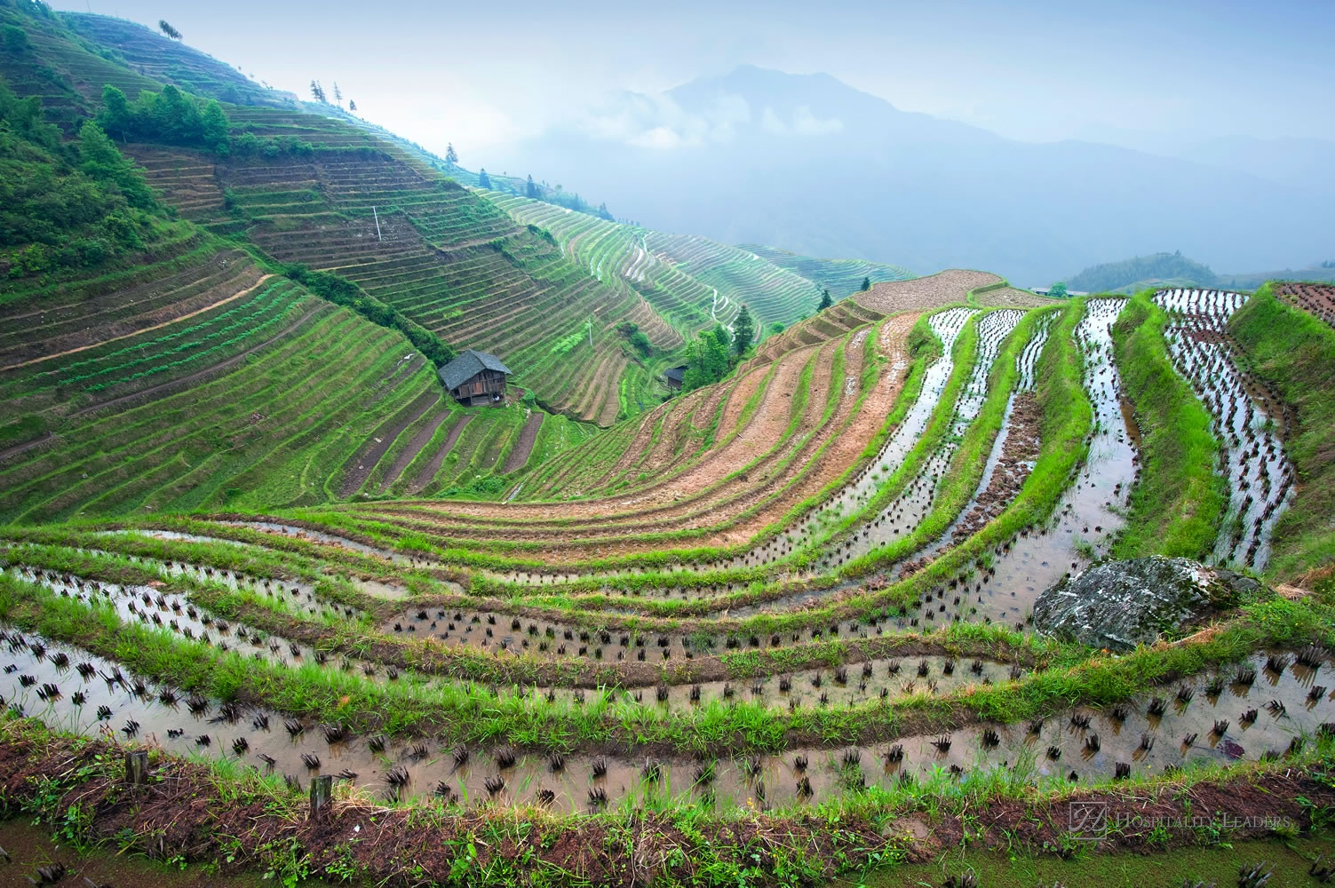 Longji rice terraces (Guangxi province, China)