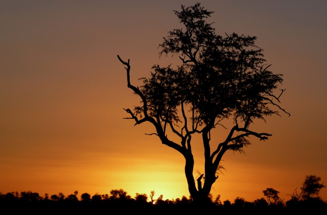 Savanna Sunset Photo: Janine Grab-Bolliger / Bearbeitung: Joujou / pixelio.de